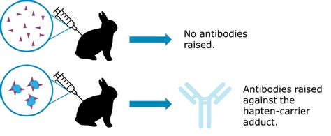 Anti-hapten Antibody Problems - Aptamer Group