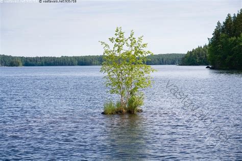 Kuva Vedest Nousee Koivu Saimaa Haukivesi Kari Kivikko Koivu Koivut