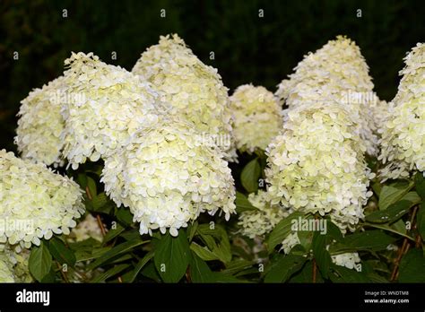 Panicled Hydrangea Or Hydrangea Paniculata With Big Creamy White And