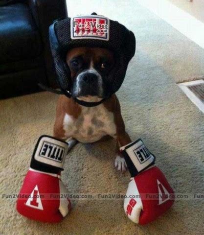 Boxer | FunnyPictures.in