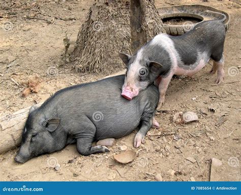 Village Pigs Laos Stock Images Image 7085654