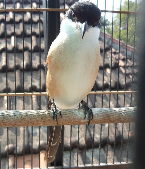 arti mimpi menangkap burung kutilang emas 5