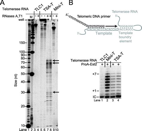 Tsa T Telomerase Rna Folds Stably And Functions In Vitro A Tsa T