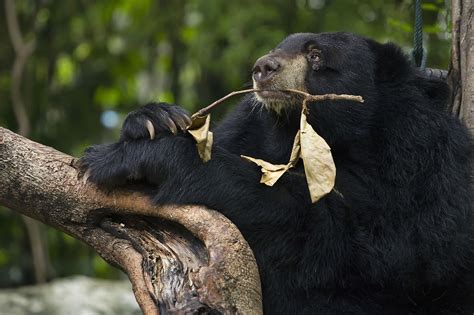 10 Deadliest Animals In Japan - WorldAtlas