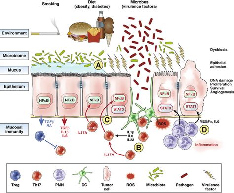 Figure From Roles For Interleukin And Adaptive Immunity In