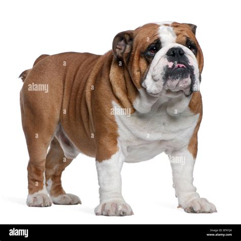 English Bulldog, 2 years old, standing in front of white background ...