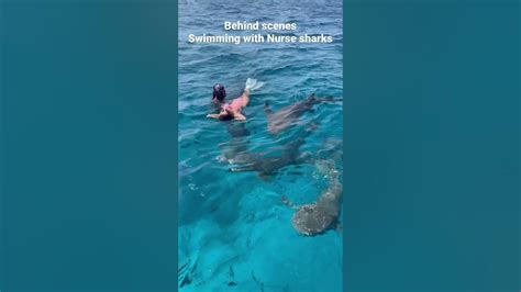 Swimming With Nurse Sharks In Maldives Travel Maldives Shark Cute Beautiful Shorts Tiktok