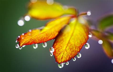 Wallpaper autumn, leaves, drops, nature, rain, rain, nature, autumn, leaves, drops images for ...