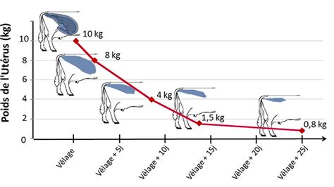 L involution utérine des vaches