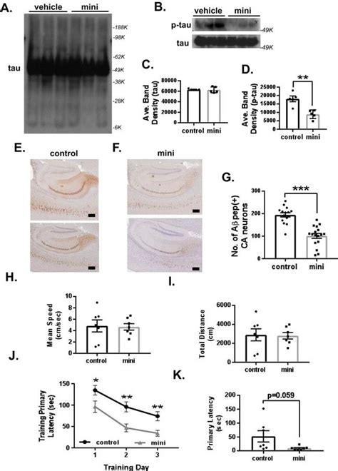 Phospho Tau Ser202 Thr205 Monoclonal Antibody At8 Biotin Mn1020b