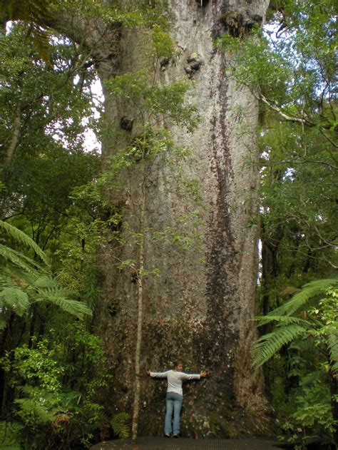 New Zealand Kauri Agathis Australis Tree In Northland New Zealand