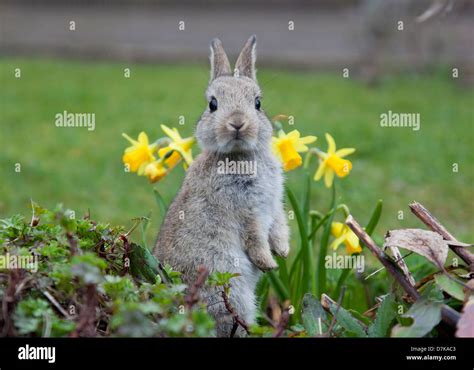 Patas Traseras De Conejo Fotograf As E Im Genes De Alta Resoluci N Alamy