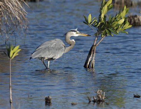 Great Blue Heron Along The Marsh Trail In The Ten Thousand Islands