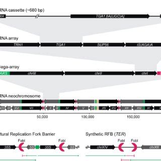 Design And Hierarchy Of The TRNA Neochromosome A The Smallest