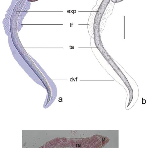 Euhaplorchis Californiensis Euca 45 Overview Of A Colony In A