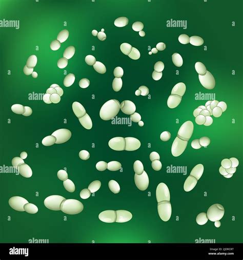 Malassezia Fungi Yeasts Of Pityrosporum That Associated With Dandruff