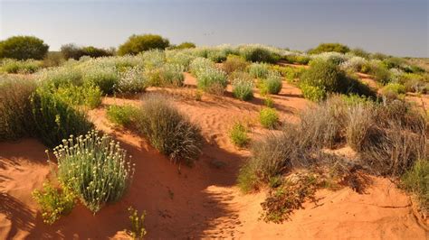 Munga-Thirri-Simpson Desert National Park (Australia) — Wyss Campaign for Nature