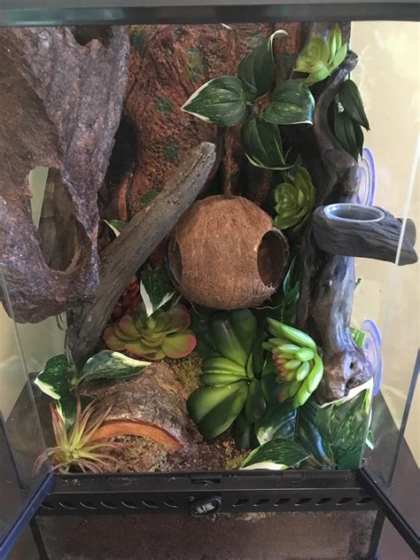 Best Terrarium For Crested Gecko Review And Guide 2023