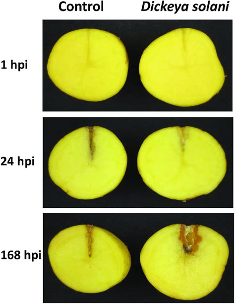 Symptoms Caused By Dickeya Solani Infection In Potato Tubers 1 24 And Download Scientific