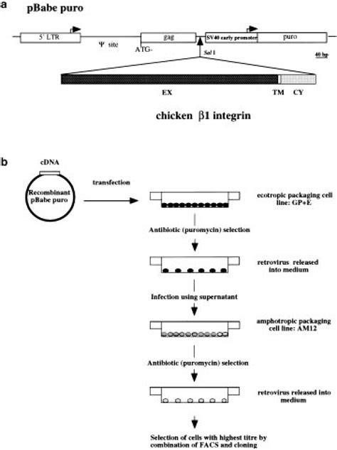 Schematic Illustration Of Retroviral Vector Design A And Protocol For