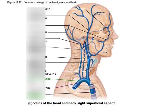 VEINS OF THE HEAD AND NECK RIGHT SUPERFICIAL ASPECT Diagram Quizlet