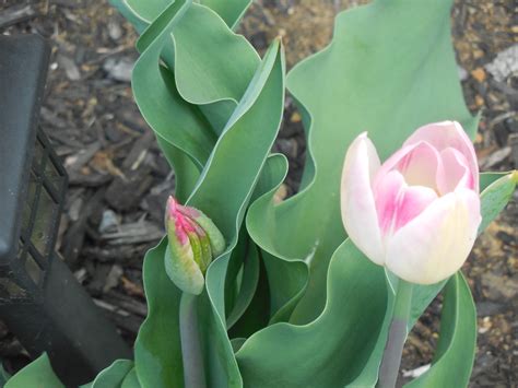 2020 Daily Bible Study | Fact and Fantasy