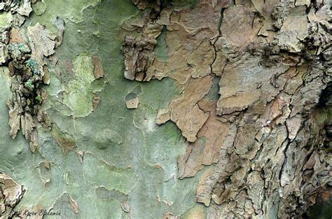 February Th London Plane Tree Bark Karen Blakeman Flickr