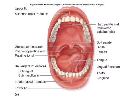 Carcinoma Buccal Mucosa Anatomy To Management Ppt