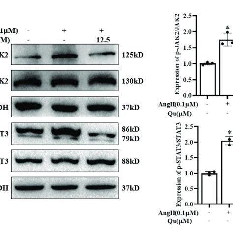 Quercetin Attenuates Angiotensin Ii Induced Jak Stat Activation