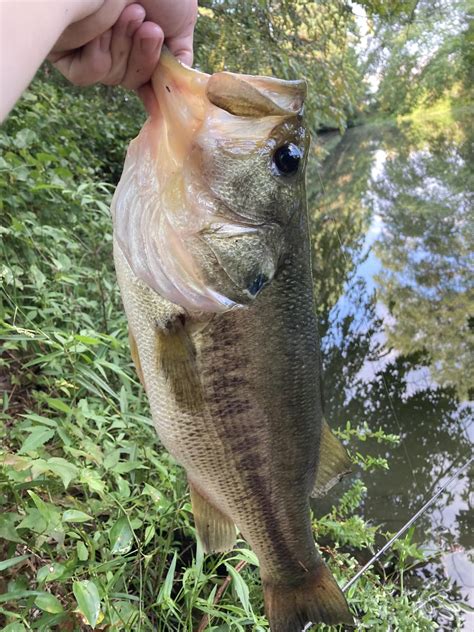 caught my second biggest bass ever not huge but alright : r/bassfishing