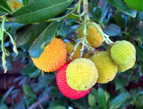 25 STRAWBERRY TREE Edible Red Berry Tree Arbutus Unedo Seeds - Etsy