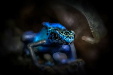 Blue Poison Frog Wallpaper