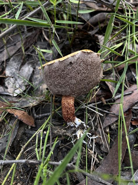 Flecked Bolete From Blue Mountains NSW Australia On March 3 2024 At