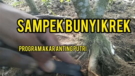 Program Akar Bahan Bonsai Anting Putri Youtube