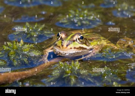 Young Marsh Frog In A Bog With Peat Moss Stock Photo Alamy