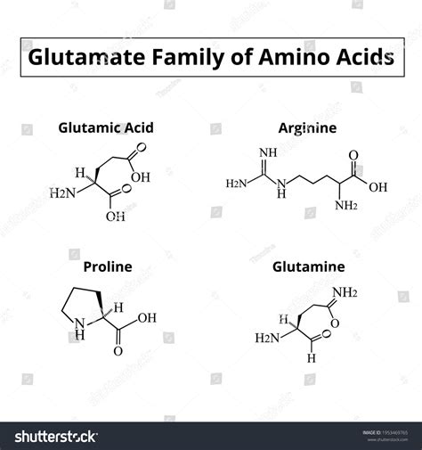 Glutamate Family Amino Acids Chemical Molecular Stock Illustration 1953469765 | Shutterstock