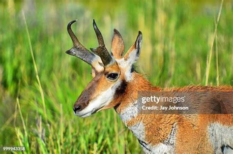 430 Pronghorn Horns Stock Photos, High-Res Pictures, and Images - Getty ...