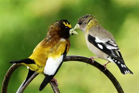 Evening Grosbeak - male and female - FeederWatch