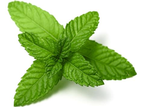 Peppermint Leaf Mentha Piperita Peppermint Leaf Extract Bio Botanica