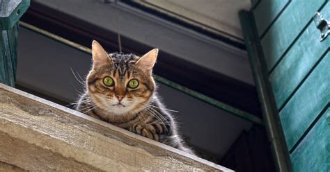 I Pompieri Salvano Un Gatto Rimasto Bloccato Sul Cornicione Di Un