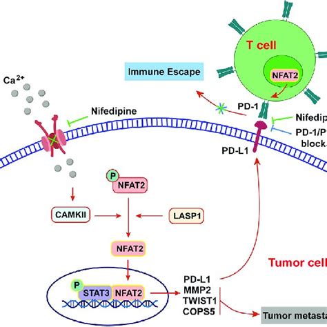 A Schematic For The Dual Antitumor Mechanism Of NIFE Through Tumor