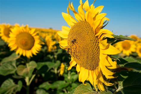 Premium Photo | Sunflower field landscape