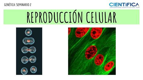 REPRODUCCIoN CELULAR Apuntes Médicos uDocz