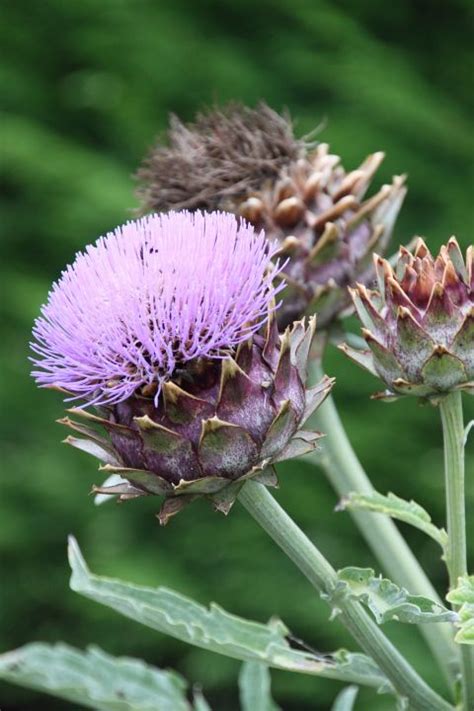 Cynara Scolymus Artisjok De Tuinen Van Appeltern