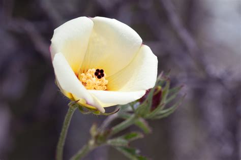 Hibiscus Coulteri Plantas Vasculares De La Reserva De La Biósfera