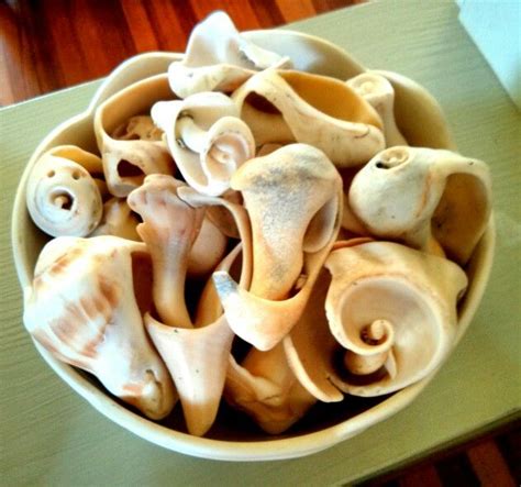 Beautiful Polished Conch Shells Gathered Off The Treasure Coast In