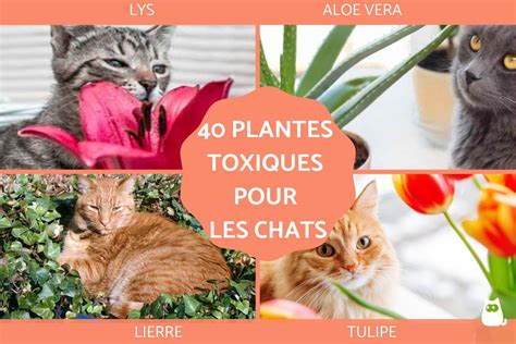 40 PLANTES TOXIQUES Pour Les CHATS Avec PHOTOS