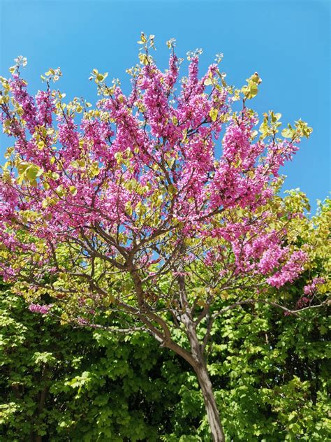 Árbol Del Amor Y El Color Púrpura Mujeres Que Vuelan