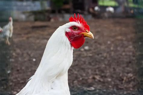 Gu A Completa De La Gallina Leghorn Colores Huevos Datos Y M S