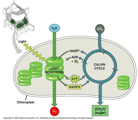 Photosynthesis | Photosynthesis, Pearson education, Biochemical